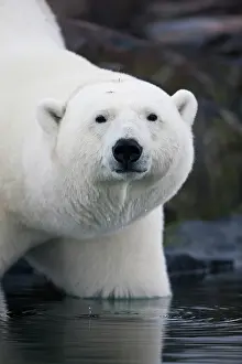 Stare: Norway, Svalbard, Polar Bear (Ursus maritimus)