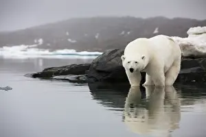 Stare: Norway, Svalbard, Polar Bear (Ursus maritimus)