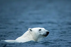 Nordaustlandet: Norway, Svalbard, Polar Bear (Ursus maritimus)