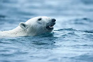 Nordaustlandet: Norway, Svalbard, Polar Bear (Ursus maritimus)