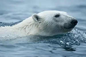 Nordaustlandet: Norway, Svalbard, Polar Bear (Ursus maritimus)
