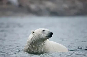 Submerged: Norway, Svalbard, Polar Bear (Ursus maritimus)