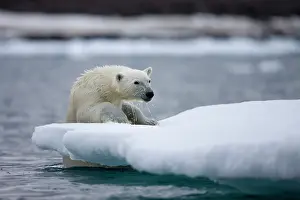 Half: Norway, Svalbard, Polar Bear (Ursus maritimus)