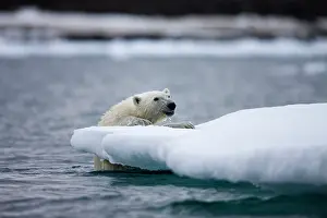 Half: Norway, Svalbard, Polar Bear (Ursus maritimus)