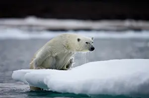Half: Norway, Svalbard, Polar Bear (Ursus maritimus)