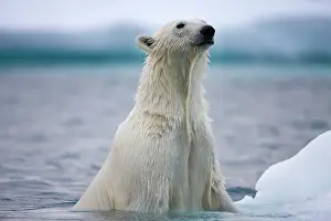 Agility: Norway, Svalbard, Polar Bear (Ursus maritimus)