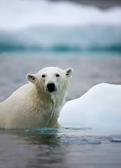 Agility: Norway, Svalbard, Polar Bear (Ursus maritimus)