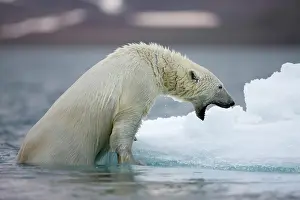Half: Norway, Svalbard, Polar Bear (Ursus maritimus)