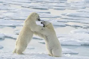 Dangerous: Norway, Svalbard. Sibling polar bear subadults play fighting