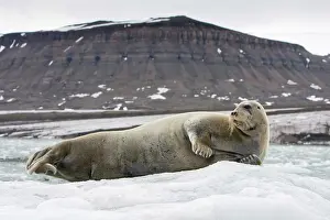 Whisker: Norway, Svalbard, Spitsbergen, Bearded Seal