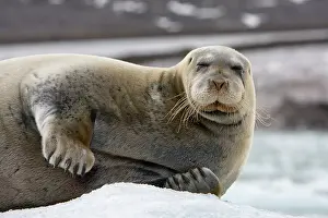 Whisker: Norway, Svalbard, Spitsbergen, Bearded Seal