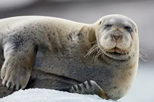 Whisker: Norway, Svalbard, Spitsbergen, Bearded Seal