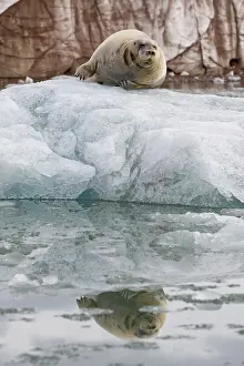 Whisker: Norway, Svalbard, Spitsbergen, Bearded Seal