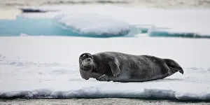 Whisker: Norway, Svalbard, Spitsbergen Island, Bearded