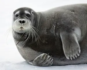 Whisker: Norway, Svalbard, Spitsbergen Island, Bearded
