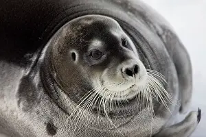 Whisker: Norway, Svalbard, Spitsbergen Island, Bearded