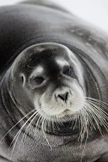 Whisker: Norway, Svalbard, Spitsbergen Island, Bearded