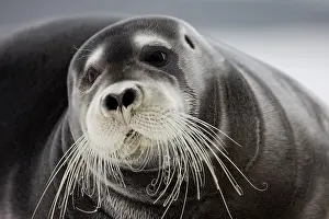 Whisker: Norway, Svalbard, Spitsbergen Island, Bearded