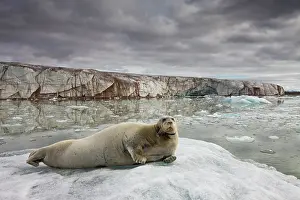 Whisker: Norway, Svalbard, Spitsbergen Island, Bearded