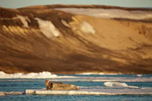Barbatus: Norway, Svalbard, Spitsbergen Island, Bearded