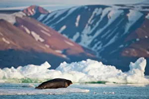 Barbatus: Norway, Svalbard, Spitsbergen Island, Bearded
