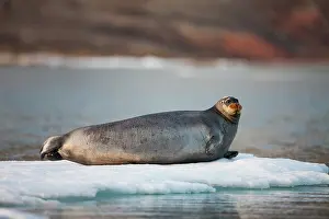 Barbatus: Norway, Svalbard, Spitsbergen Island, Bearded