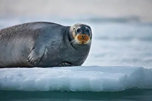 Barbatus: Norway, Svalbard, Spitsbergen Island, Bearded