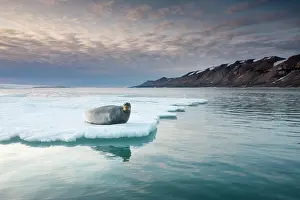 Midnight: Norway, Svalbard, Spitsbergen Island, Bearded