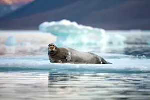 Midnight: Norway, Svalbard, Spitsbergen Island, Bearded