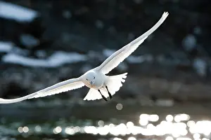 Pure: Norway, Svalbard, Spitsbergen Island, Ivory