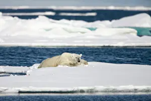Struggling: Norway, Svalbard, Spitsbergen Island, Polar