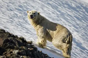 Burgerbukta: Norway, Svalbard, Spitsbergen Island, Polar