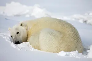 Fatigue: Norway, Svalbard, Spitsbergen Island, Polar