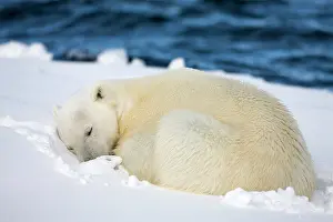 Fatigue: Norway, Svalbard, Spitsbergen Island, Polar