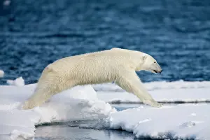 Leap: Norway, Svalbard, Spitsbergen Island, Polar