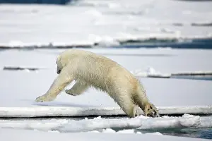 Agile: Norway, Svalbard, Spitsbergen Island, Polar