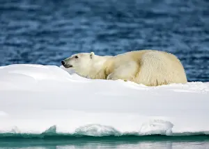 Fatigue: Norway, Svalbard, Spitsbergen Island, Polar