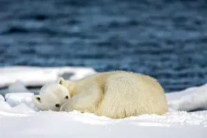 Fatigue: Norway, Svalbard, Spitsbergen Island, Polar