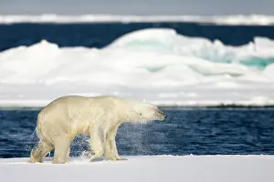 Shaking: Norway, Svalbard, Spitsbergen Island, Polar