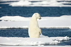 Individuality: Norway, Svalbard, Spitsbergen Island, Polar