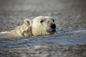 Burgerbukta: Norway, Svalbard, Spitsbergen Island, Polar
