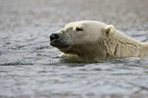 Burgerbukta: Norway, Svalbard, Spitsbergen Island, Polar