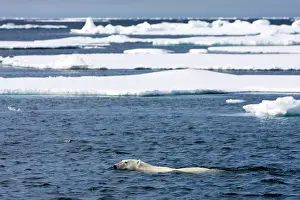 Submerged: Norway, Svalbard, Spitsbergen Island, Polar