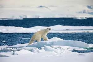 Regal: Norway, Svalbard, Spitsbergen Island, Polar