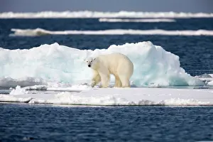 Fittest: Norway, Svalbard, Spitsbergen Island, Polar