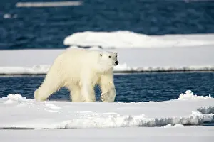 Fittest: Norway, Svalbard, Spitsbergen Island, Polar