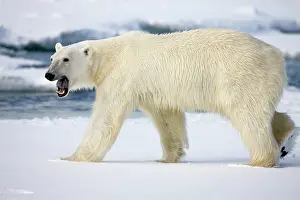 Roar: Norway, Svalbard, Spitsbergen Island, Polar