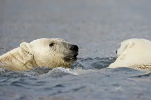 Burgerbukta: Norway, Svalbard, Spitsbergen Island, Polar
