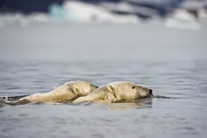 Burgerbukta: Norway, Svalbard, Spitsbergen Island, Polar