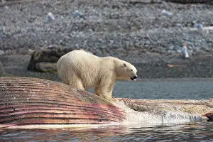 Balaenoptera: Norway, Svalbard, Spitsbergen Island, Polar
